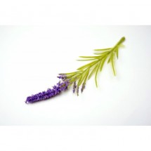 Добавка "Лаванда"  (цвет фиолетовый), цена за 1 шт
